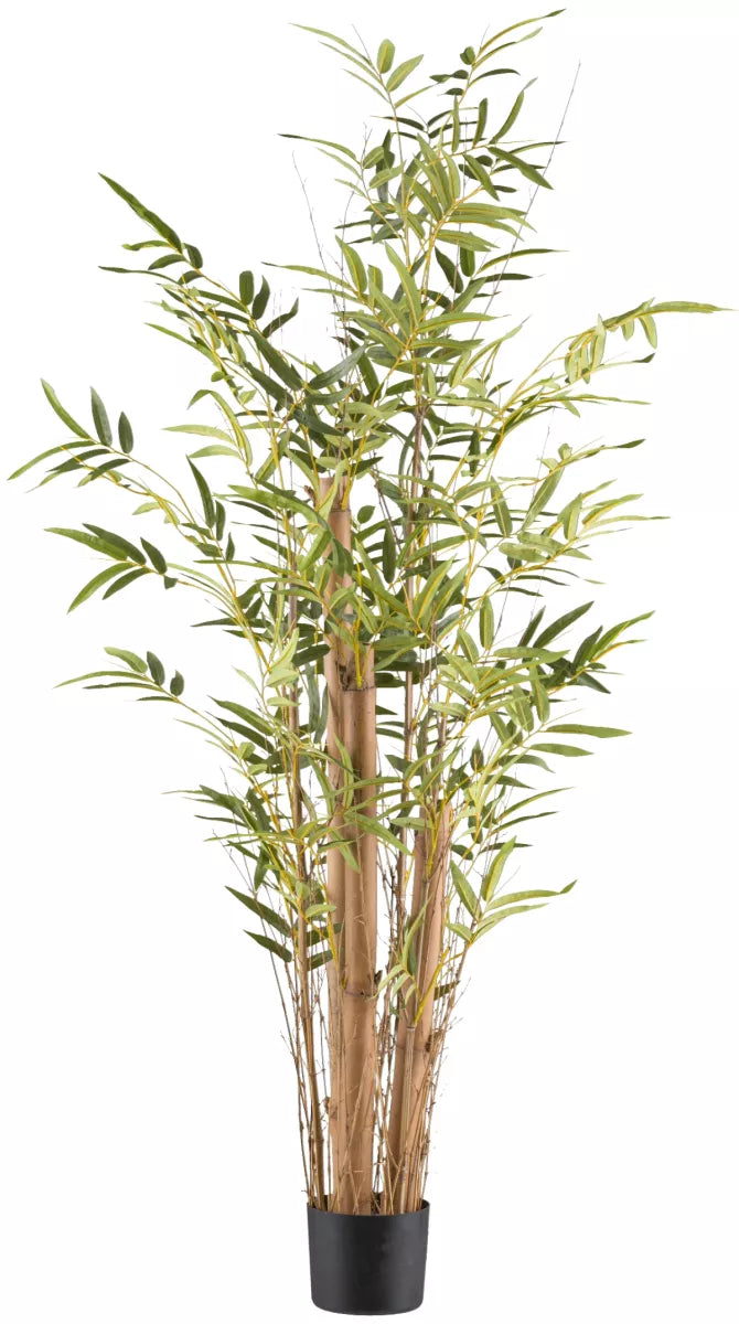 Flourify Bambus vulgaris (bamboe)