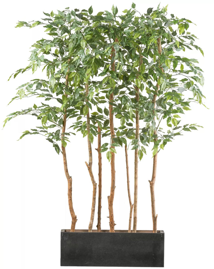 Flourify Ficus Benjamina ruimteverdeler