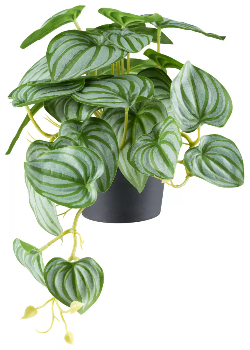 Flourify Peperomia hangplant