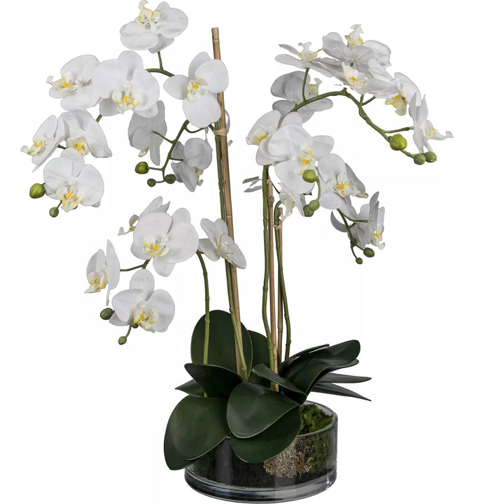 Flourify Orchidee