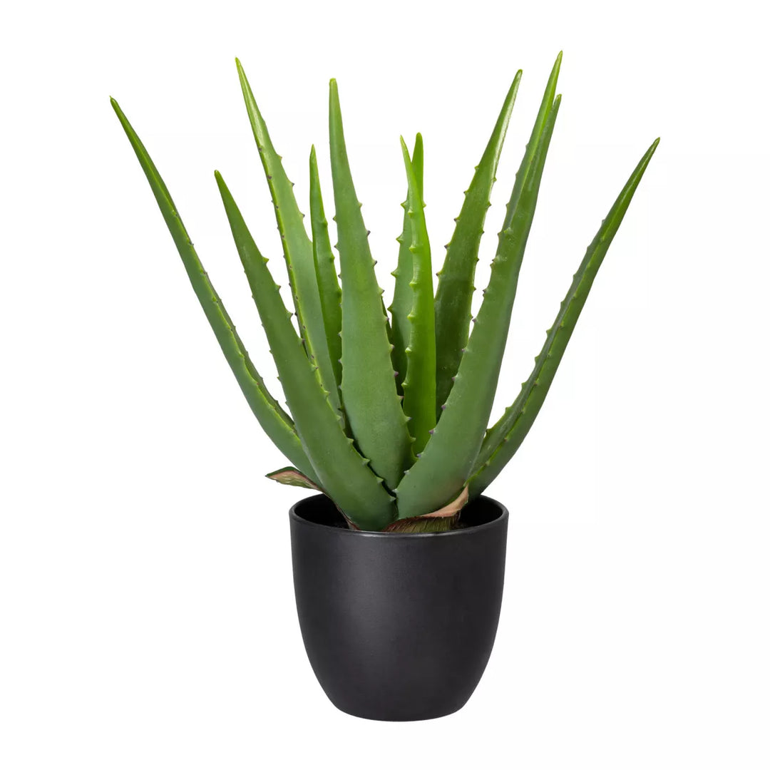 Flourify Aloë