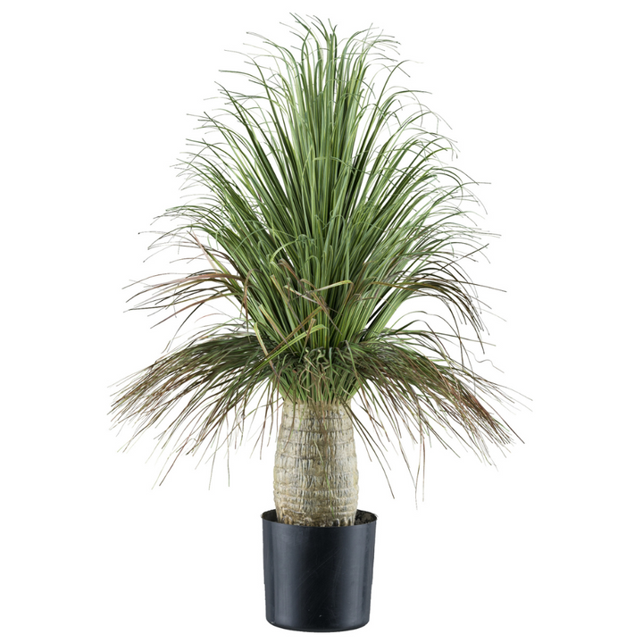 Die Beaucarnea Recurvata Kunstpflanze 60 cm