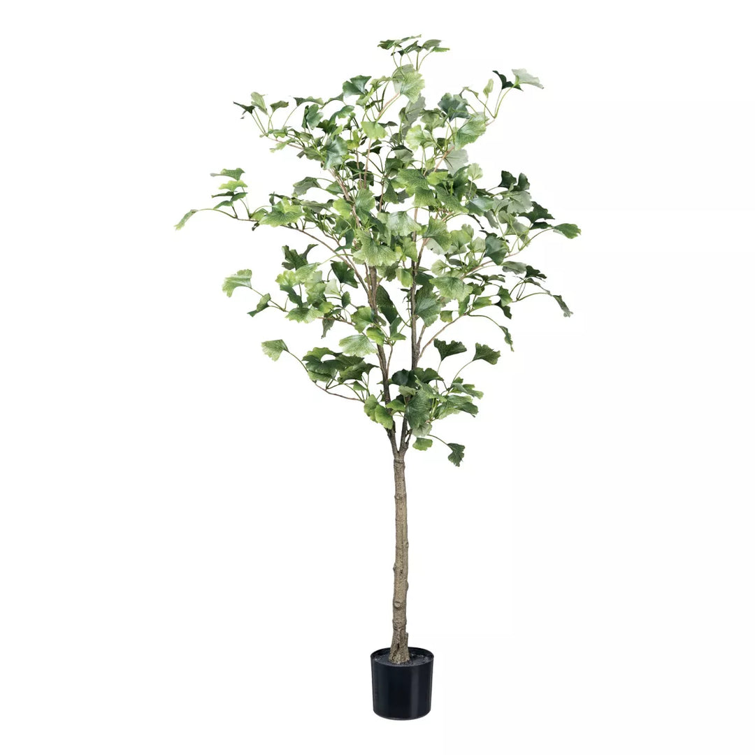 Flourify Ginkgoboom (notenboom)