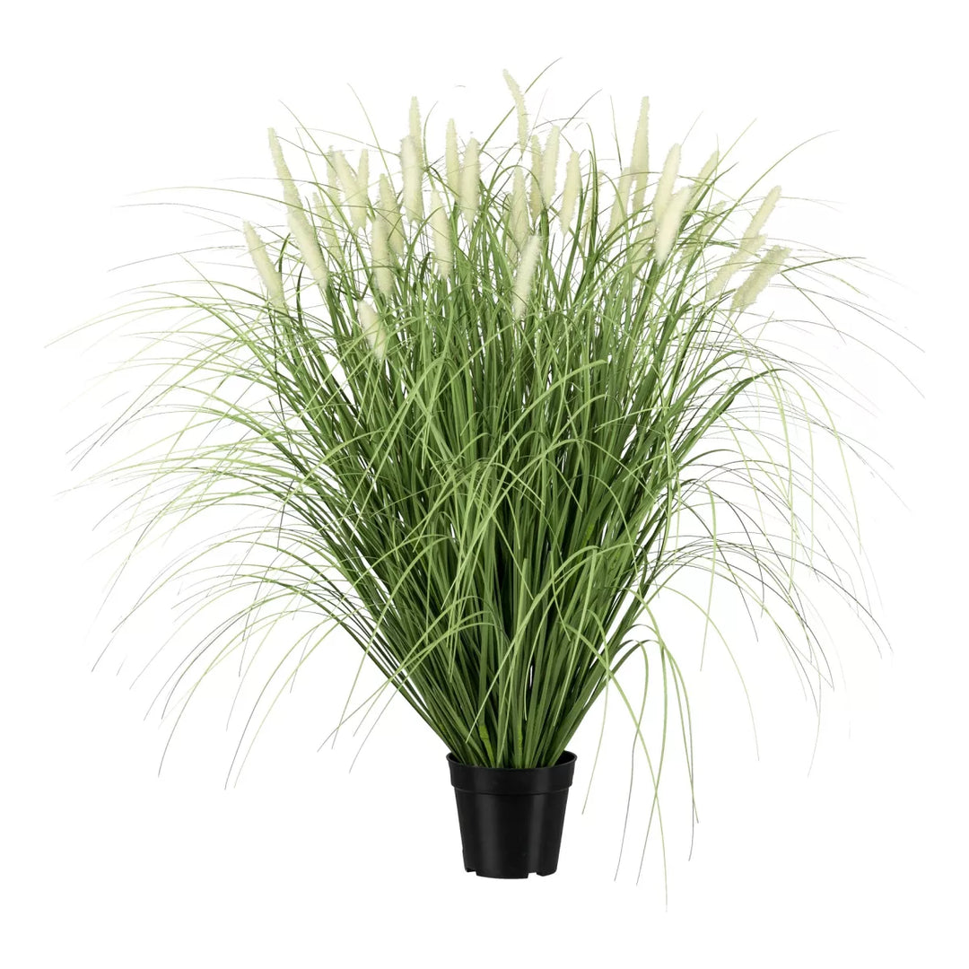 Flourify Pennisetum (Lampepoetsersgras)