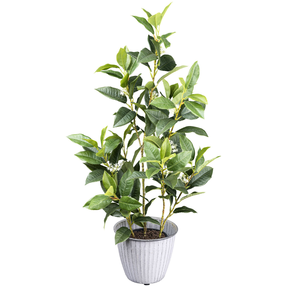 Kunstpflanze Osmanthus 65 cm
