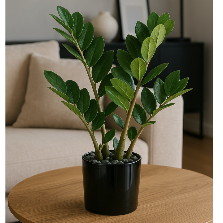 Kunstpflanze Zamioculcas 45 cm