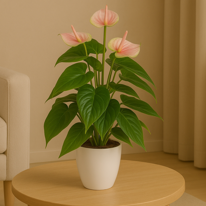 Anthurium Kunstpflanze 40 cm