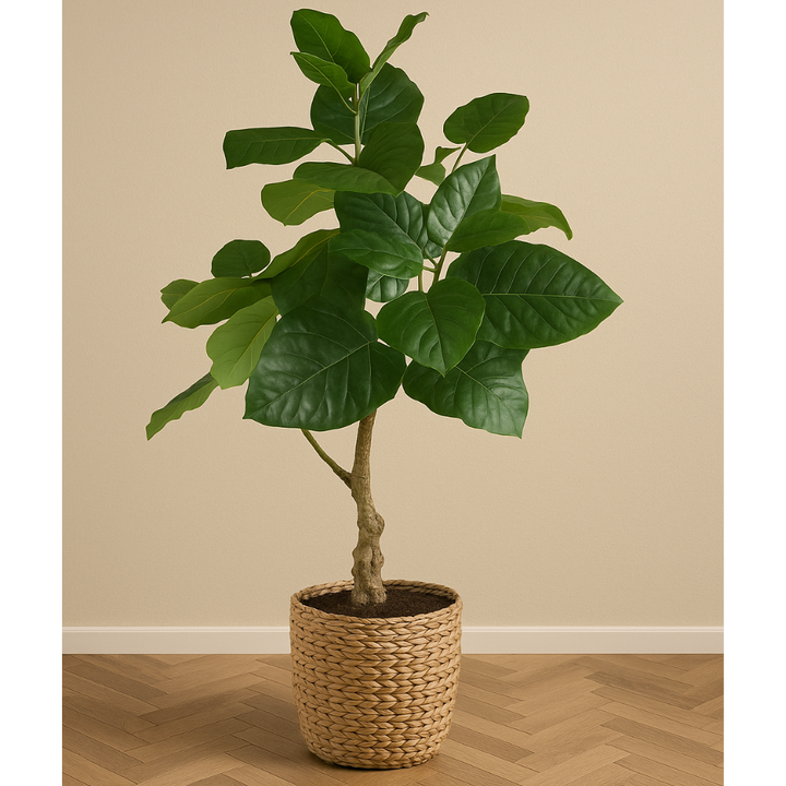 Ficus petiolaris Kunstpflanze 85 cm