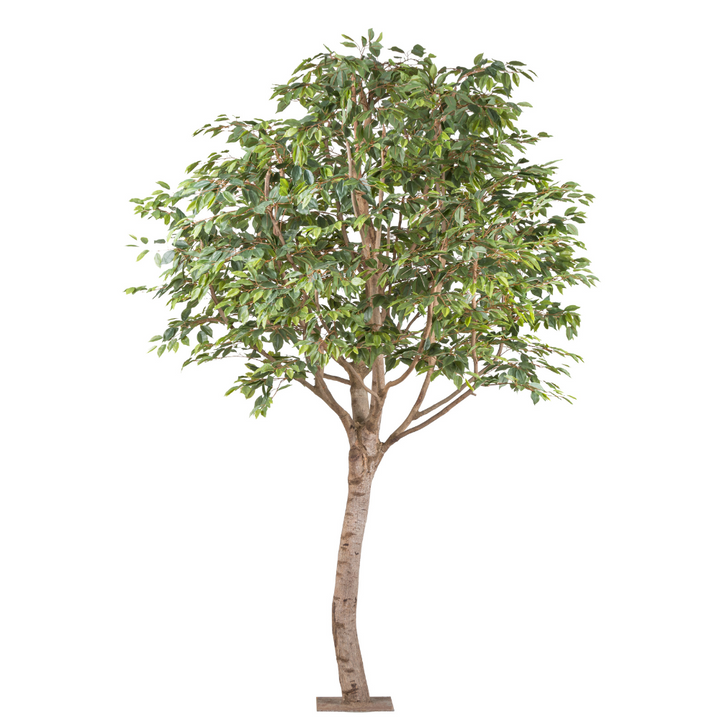 Ficus Benjamina Kunstpflanze 260 cm