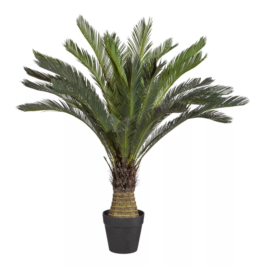 Flourify Cyclaspalm (vredespalm)
